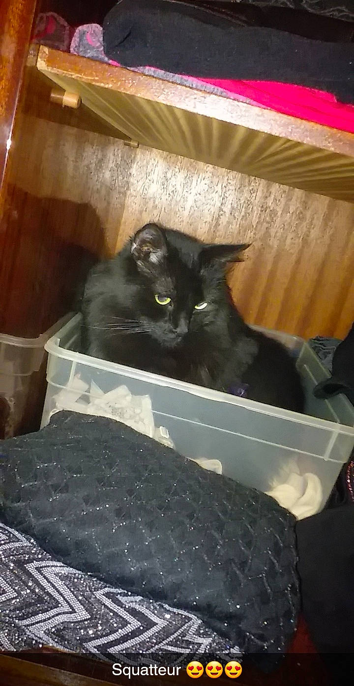 Angele participe au concours pour gagner de l'argent avec cette photo : black_cat, carnivore, cat, cat_supply, felidae, pet_supply, small_to_medium_sized_cats, whiskers