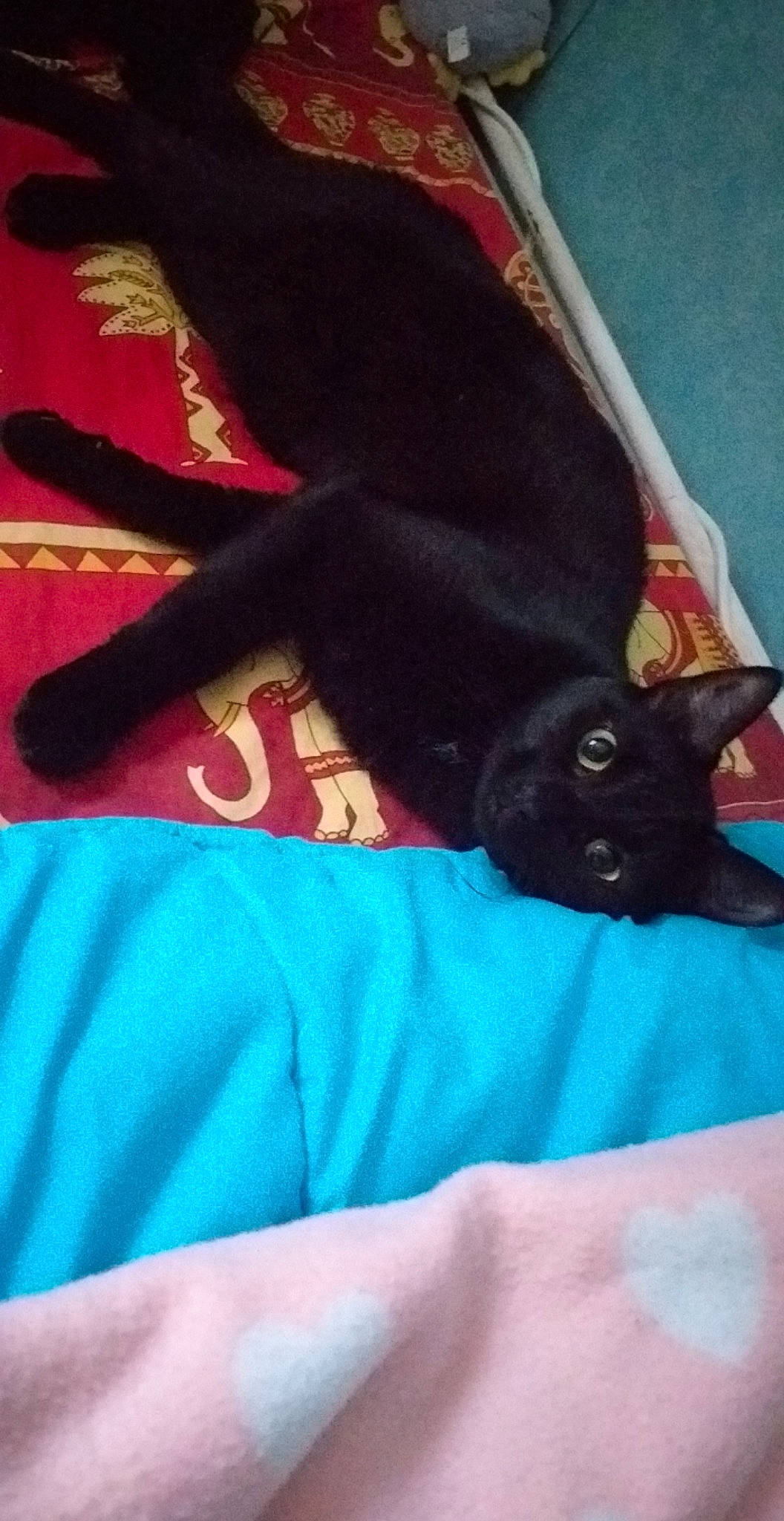 Onyxia participe au concours pour gagner de l'argent avec cette photo : black_cat, bombay, carnivore, cat, claw, comfort, felidae, fur, organism, paw, small_to_medium_sized_cats, snout, tail, terrestrial_animal, vertebrate, whiskers