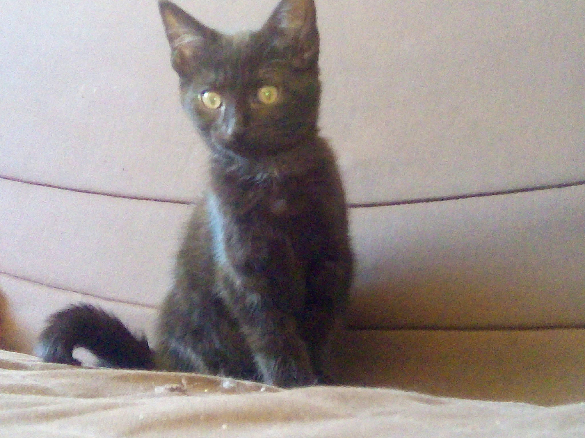 Onyxia participe au concours pour gagner de l'argent avec cette photo : black_cat, carnivore, cat, domestic_short_haired_cat, felidae, fur, iris, kitten, small_to_medium_sized_cats, snout, tail, terrestrial_animal, vertebrate, whiskers