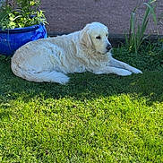 Tango participe au concours pour gagner de l'argent avec cette photo : dog, white_dog, grass, garden, plant, blue_planter, sunlight, outdoor, pet, canine, relaxing, nature, greenery, fur, animal, summer, peaceful, laying_down, daytime, flora