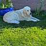 dog, white_dog, grass, garden, plant, blue_planter, sunlight, outdoor, pet, canine, relaxing, nature, greenery, fur, animal, summer, peaceful, laying_down, daytime, flora