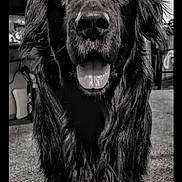 Bandit is registered to the contest to win money with this photo: dog, black_and_white, indoor, carpet, tongue_out, close_up, footwear, shoe, vans, pet, canine, furry, fur, animal, domestic_animal, looking_at_camera, happy, house, living_room, person