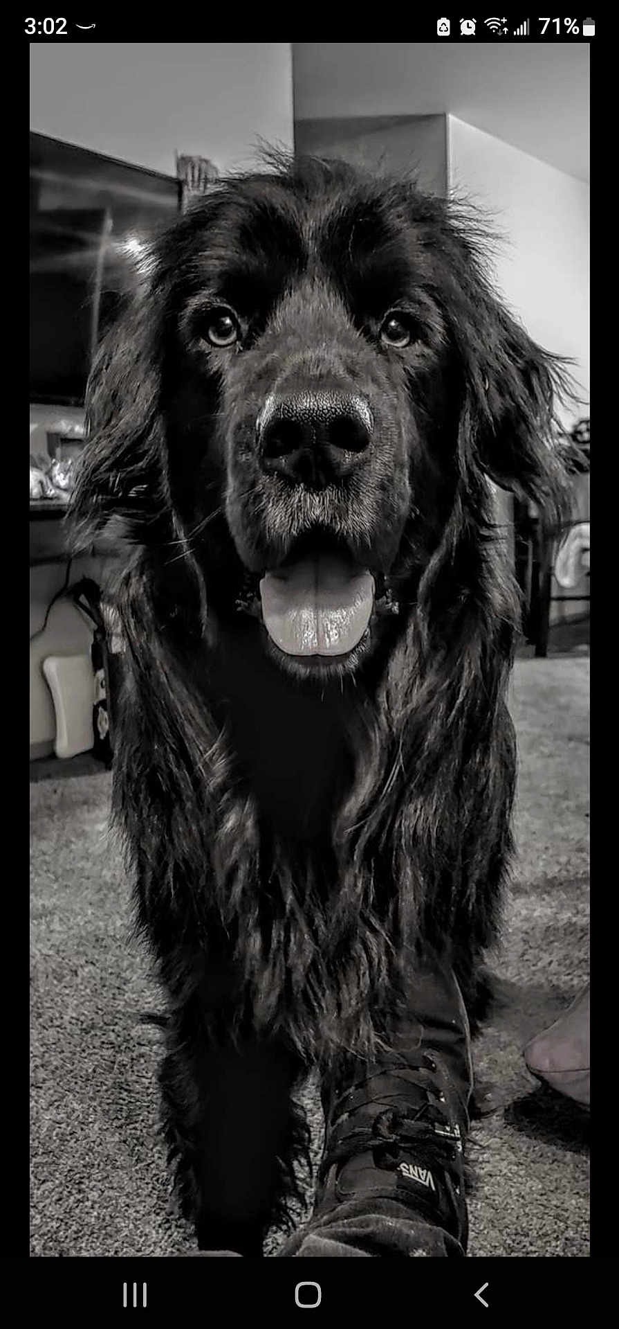 Bandit is registered to the contest to win money with this photo: dog, black_and_white, indoor, carpet, tongue_out, close_up, footwear, shoe, vans, pet, canine, furry, fur, animal, domestic_animal, looking_at_camera, happy, house, living_room, person