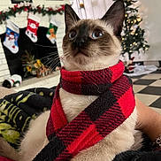 Koko joined the competition — help win amazing prizes! blanket, blue_eyes, cat, christmas_tree, decorations, fireplace, floor_tiles, fur, gaze, hand, holiday_decor, indoor, pet, plaid_scarf, portrait, red_scarf, siamese_cat, stockings, tree_lights, whiskers