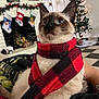blanket, blue_eyes, cat, christmas_tree, decorations, fireplace, floor_tiles, fur, gaze, hand, holiday_decor, indoor, pet, plaid_scarf, portrait, red_scarf, siamese_cat, stockings, tree_lights, whiskers