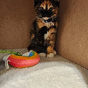 Katniss joined the competition — help win amazing prizes! kitten, tortoiseshell, cat, pet, collar, charm, star, toy, rainbow, box, blanket, fur, whiskers, cute, indoor, small, animal, young, feline, curious