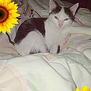 Oreo is registered to the contest to win money with this photo: animal, bed, black, black_and_white, blanket, cat, closeup, comfort, cozy, cute, domestic, feline, fluffy, indoor, pet, resting, sleepy, soft, sunflower_sticker, white