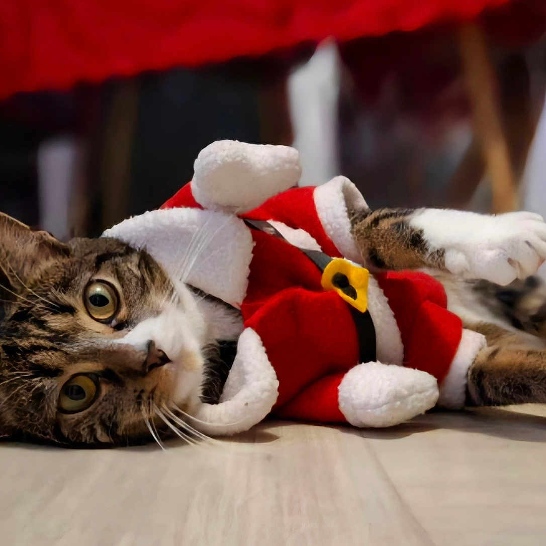 Blue a rejoint le concours — aidez-le/la à gagner de superbes lots ! animal, blurred_background, cat, costume, curious, cute, domestic, eyes, festive, floor, fur, holiday, indoor, lying_down, paws, pet, santa_suit, tabby, whiskers, wooden_floor