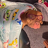 Mazie Grace joined the competition — help win amazing prizes! dog, glasses, blanket, cartoon_characters, resting, cozy, indoor, furniture, armrest, brown_dog, pet, sleepy, cute, wrapped, snuggled, comfort, relaxed, wearing_glasses, animal, head_rest