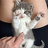 Uzy participe au concours pour gagner de l'argent avec cette photo : kitten, cat, gray_and_white, fluffy, cute, animal, pet, lying_down, belly_up, raised_paws, pink_paws, whiskers, ears, tail, human_hand, person, lap, black_clothing, indoor, playful