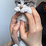Uzy participe au concours pour gagner de l'argent avec cette photo : kitten, cat, gray_and_white, animal, pet, fluffy, fur, blue_eyes, whiskers, paws, tail, being_held, human_hands, portrait, close_up, indoors, soft_lighting, phone_screenshot, cute, adorable