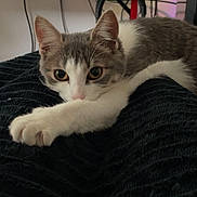 Uzy a rejoint le concours — aidez-le/la à gagner de superbes lots ! cat, kitten, gray_and_white, pet, animal, feline, lying_down, relaxed, paw, whiskers, ears, eyes, pink_nose, fur, blanket, indoor, home, computer_setup, cables, portrait