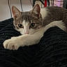 cat, kitten, gray_and_white, pet, animal, feline, lying_down, relaxed, paw, whiskers, ears, eyes, pink_nose, fur, blanket, indoor, home, computer_setup, cables, portrait