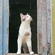 Ulysse participe au concours pour gagner de l'argent avec cette photo : cat, window, curious, peeling_paint, rustic, wood, animal, pet, white_cat, gray_spots, looking_up, feline, standing, outdoor, vintage, texture, closeup, portrait, heart_emoji, old_window