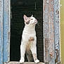 cat, window, curious, peeling_paint, rustic, wood, animal, pet, white_cat, gray_spots, looking_up, feline, standing, outdoor, vintage, texture, closeup, portrait, heart_emoji, old_window