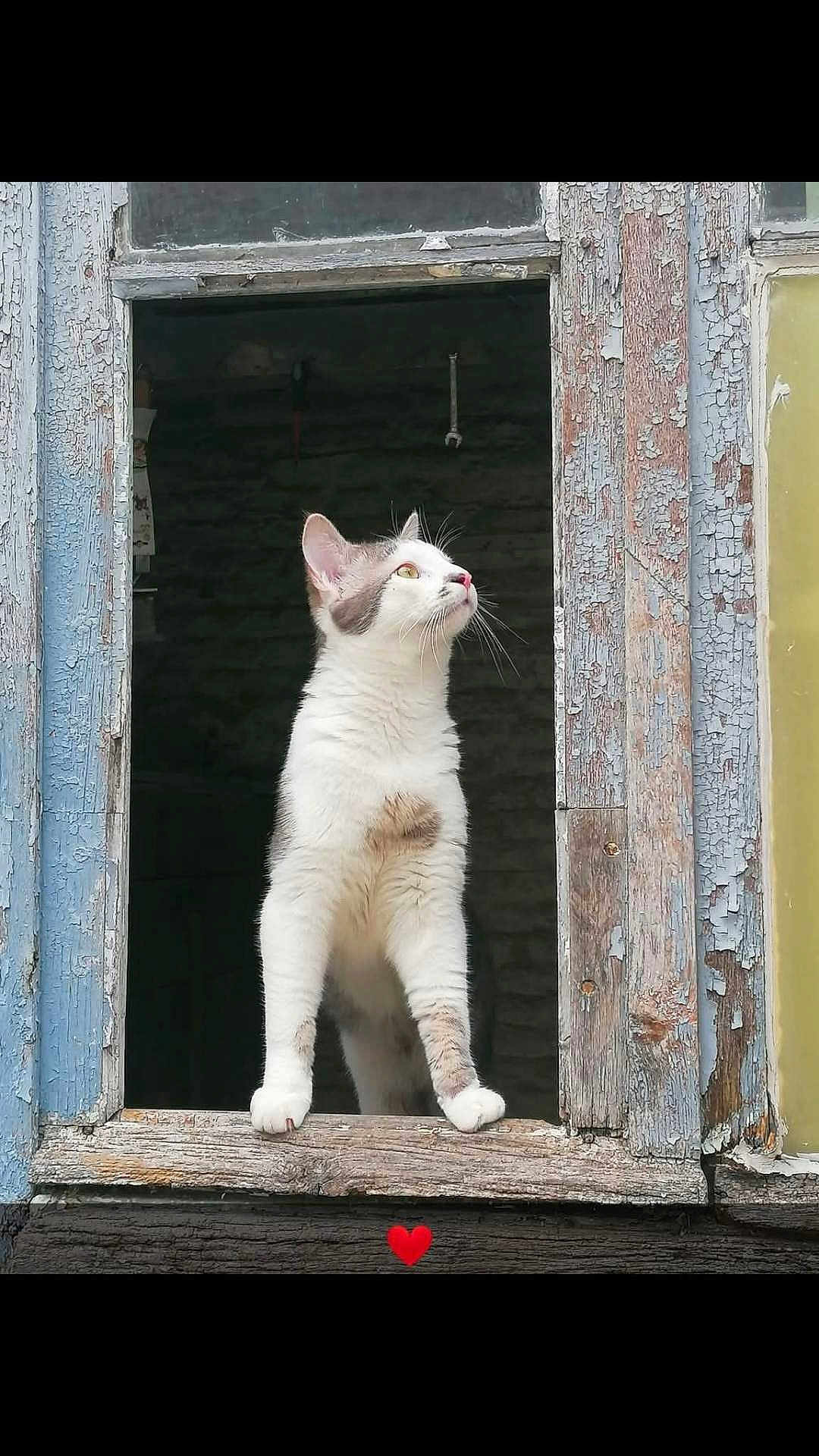 Ulysse participe au concours pour gagner de l'argent avec cette photo : cat, window, curious, peeling_paint, rustic, wood, animal, pet, white_cat, gray_spots, looking_up, feline, standing, outdoor, vintage, texture, closeup, portrait, heart_emoji, old_window