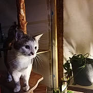 Ulysse a rejoint le concours — aidez-le/la à gagner de superbes lots ! cat, cat_tree, cozy, curious, eyes, feline, fur, gray_white_cat, houseplant, indoor, low_light, paws, pet, plant_pot, portrait, shadow, shelf, warm_lighting, whiskers, wooden_structure