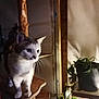 cat, cat_tree, cozy, curious, eyes, feline, fur, gray_white_cat, houseplant, indoor, low_light, paws, pet, plant_pot, portrait, shadow, shelf, warm_lighting, whiskers, wooden_structure