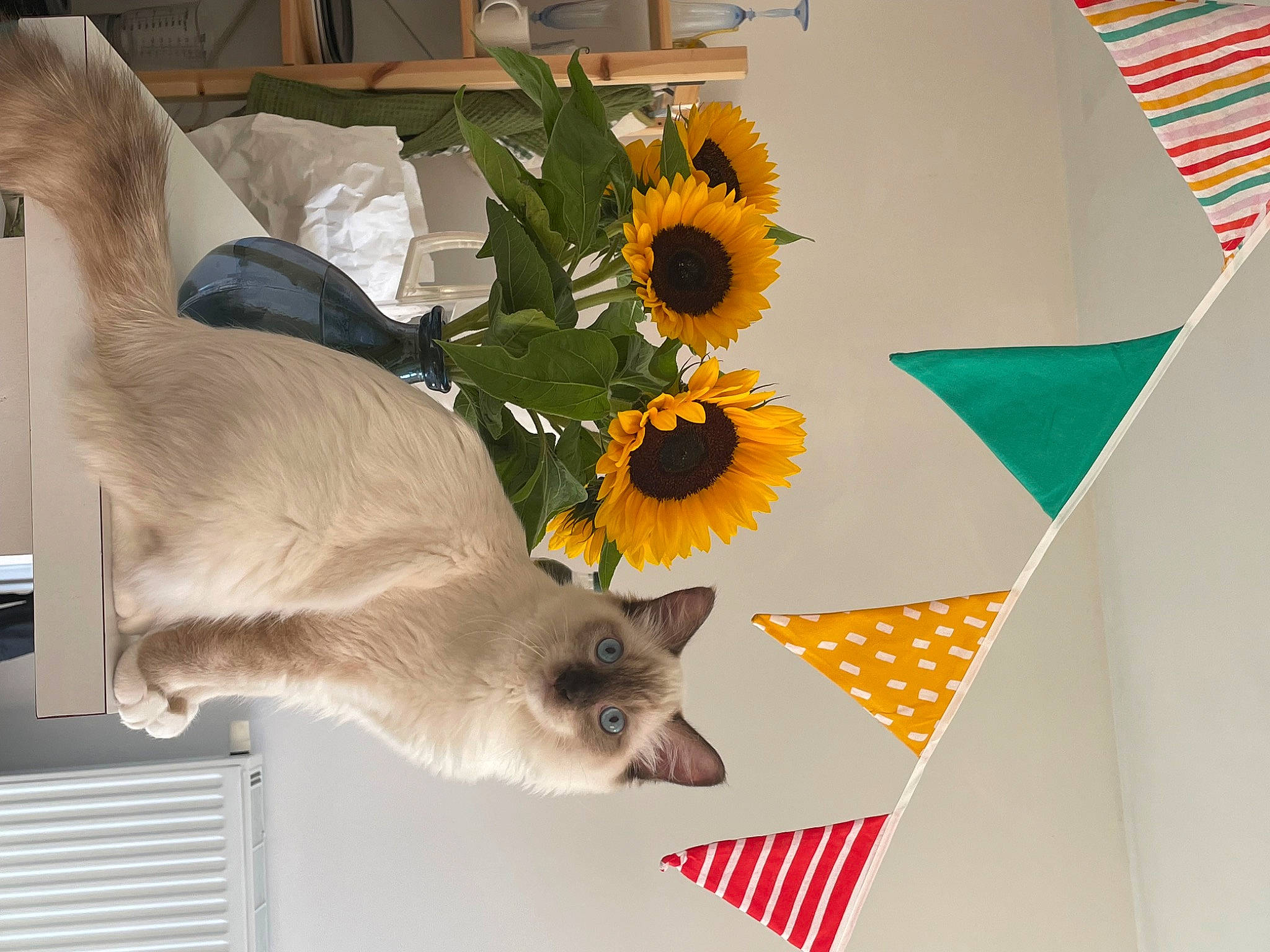 Udon a rejoint le concours — aidez-le/la à gagner de superbes lots ! carnivore, cat, chair, fawn, felidae, flag, flower, flowerpot, linens, petal, plant, room, siamese, small_to_medium_sized_cats, table, tablecloth, tail, textile, whiskers, yellow