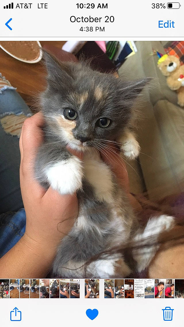 Daisy joined the competition — help win amazing prizes! american_curl, asian, carnivore, cat, fawn, felidae, kitten, maine_coon, mammal, norwegian_forest_cat, photo_caption, photography, screenshot, small_to_medium_sized_cats, snout, whiskers