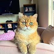 Naya joined the competition — help win amazing prizes! bookshelf, cat, cozy, flower_vase, fluffy, furniture, ginger_cat, green_eyes, indoor, living_room, paws, pet, pink_cushion, portrait, relaxed, sofa, sunlight, tv, whiskers, window