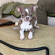Abaya participe au concours pour gagner de l'argent avec cette photo : puppy, chihuahua, dog, pet, small_dog, indoor, furniture, ottoman, blanket, person, legs, home, cozy, animal, cute, resting, looking, ears, face, living_room