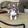 puppy, chihuahua, dog, pet, small_dog, indoor, furniture, ottoman, blanket, person, legs, home, cozy, animal, cute, resting, looking, ears, face, living_room