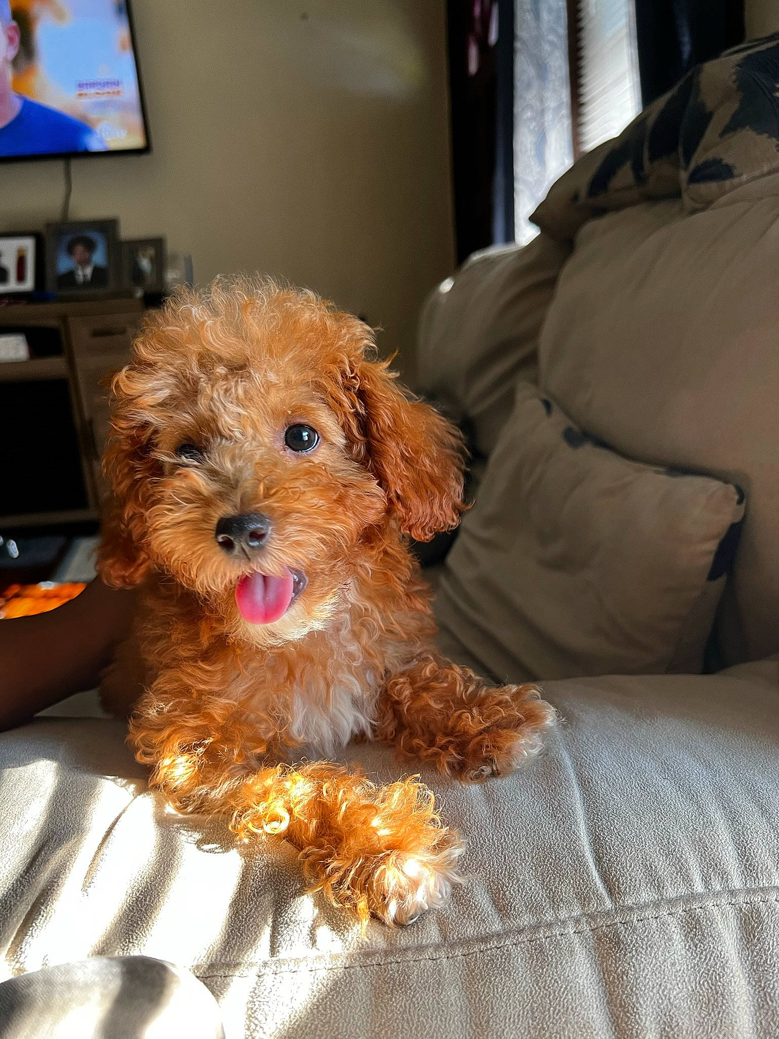 Duke is registered to the contest to win money with this photo: carnivore, comfort, companion_dog, dog, dog_breed, fawn, fur, glasses, led_backlit_lcd_display, liver, picture_frame, poodle, puppy_love, small_terrier, snout, television, terrier, toy_dog, water_dog, yorkipoo