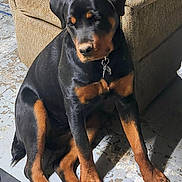 Charm is registered to the contest to win money with this photo: dog, rottweiler, pet, sitting, paws, collar, indoor, sofa, concrete_floor, black_and_tan, canine, portrait, young_dog, household, fur, nails, cute, resting, companion, shadow