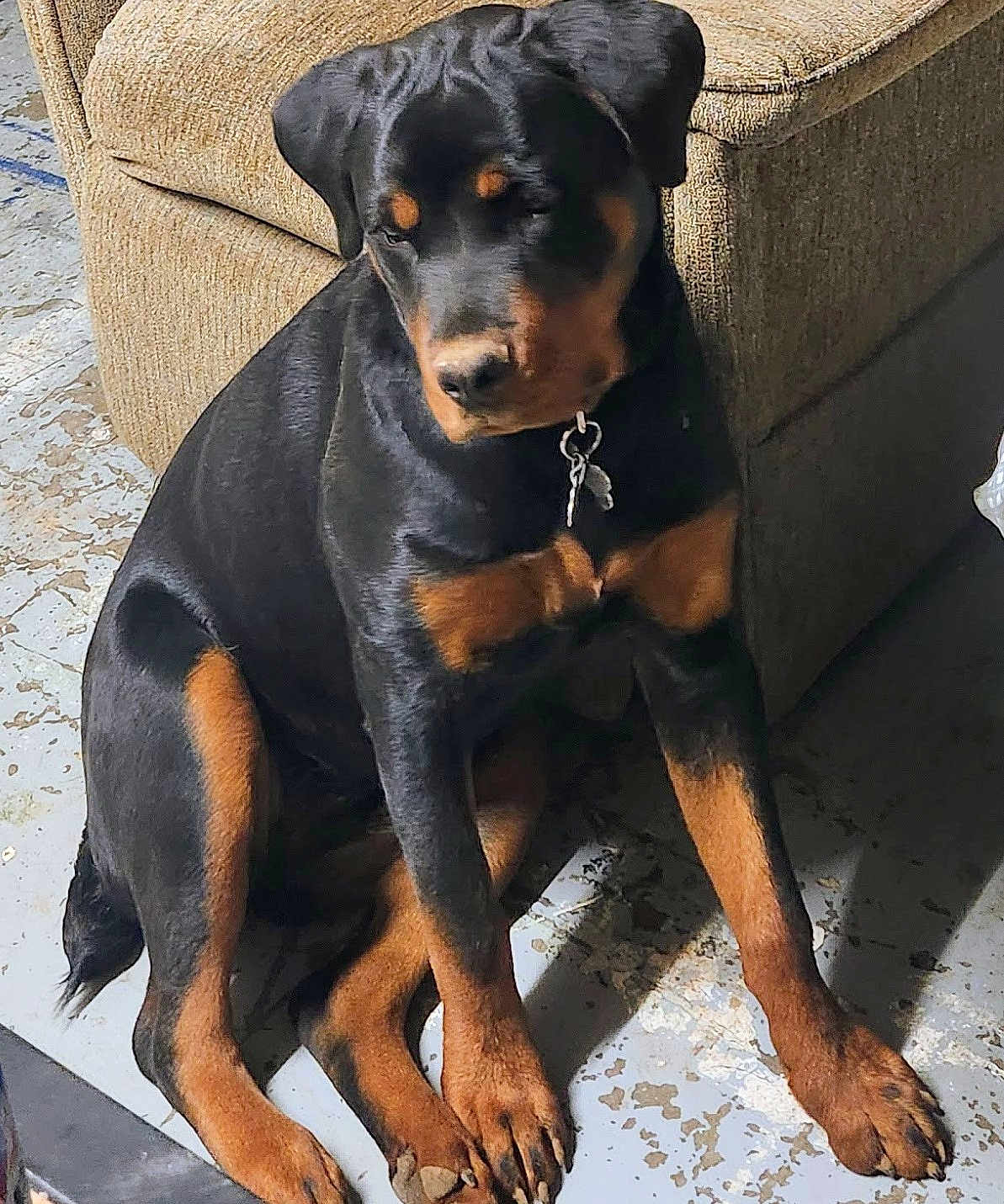 Charm is registered to the contest to win money with this photo: dog, rottweiler, pet, sitting, paws, collar, indoor, sofa, concrete_floor, black_and_tan, canine, portrait, young_dog, household, fur, nails, cute, resting, companion, shadow