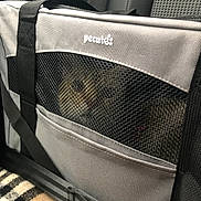 Nala a rejoint le concours — aidez-le/la à gagner de superbes lots ! cat, pet_carrier, mesh, car_seat, blanket, striped, gray, black_strap, animal, indoor, travel, pet, feline, curious, face, window, fabric, seat, resting, transport