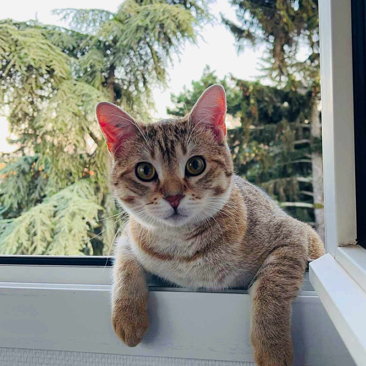 Nala