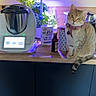 Nala a rejoint le concours — aidez-le/la à gagner de superbes lots ! cat, tabby_cat, kitchen, countertop, cooking_appliance, herb_garden, indoor_plants, bottle, milk_carton, container, purple_light, wooden_surface, blue_cabinet, curious, pet, collar, domestic_cat, home_interior, feline, houseplant