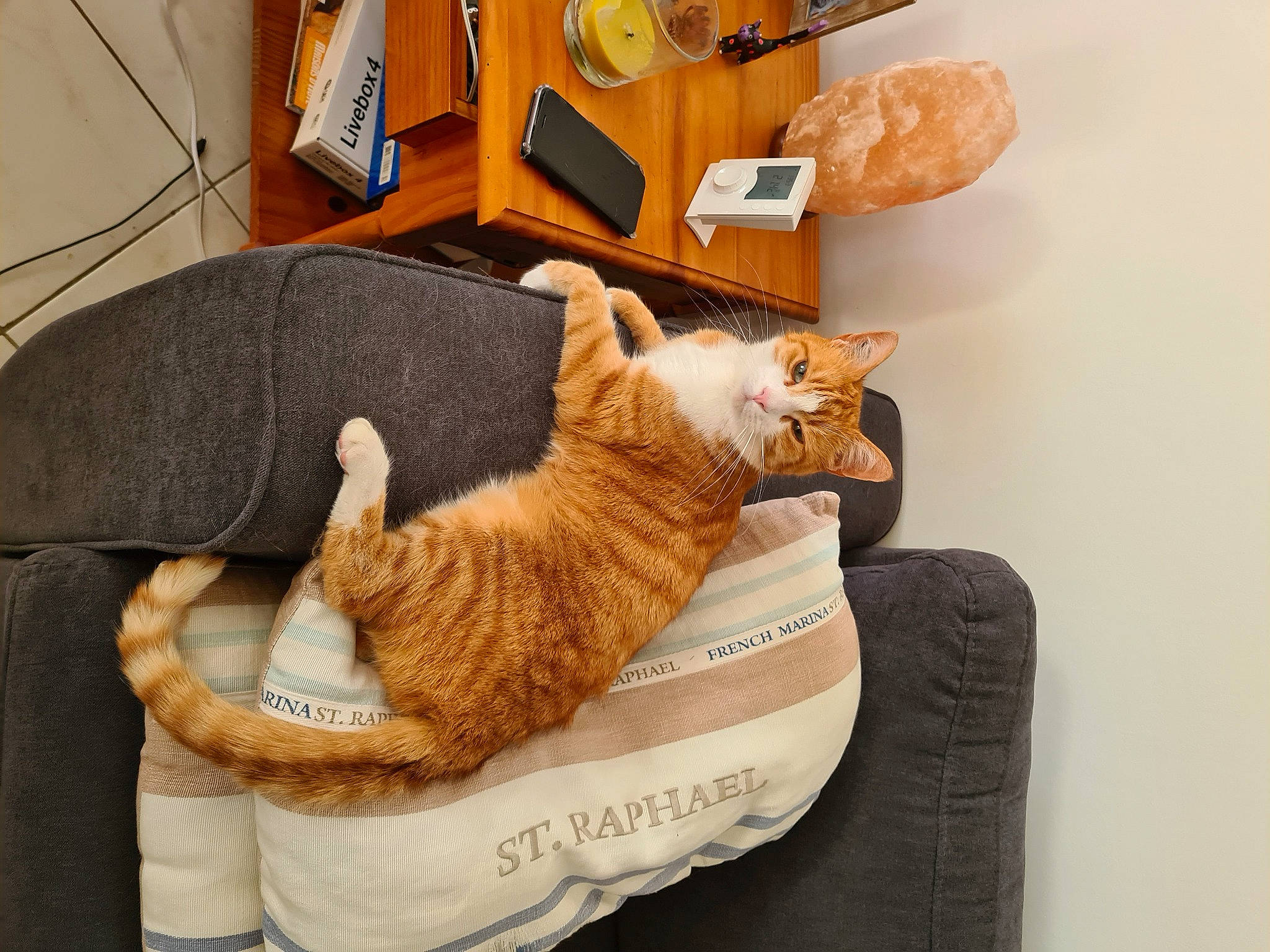 Joé a rejoint le concours — aidez-le/la à gagner de superbes lots ! asian, carnivore, cat, comfort, domestic_short_haired_cat, european_shorthair, felidae, fur, kitten, small_to_medium_sized_cats, tabby_cat, tail, whiskers