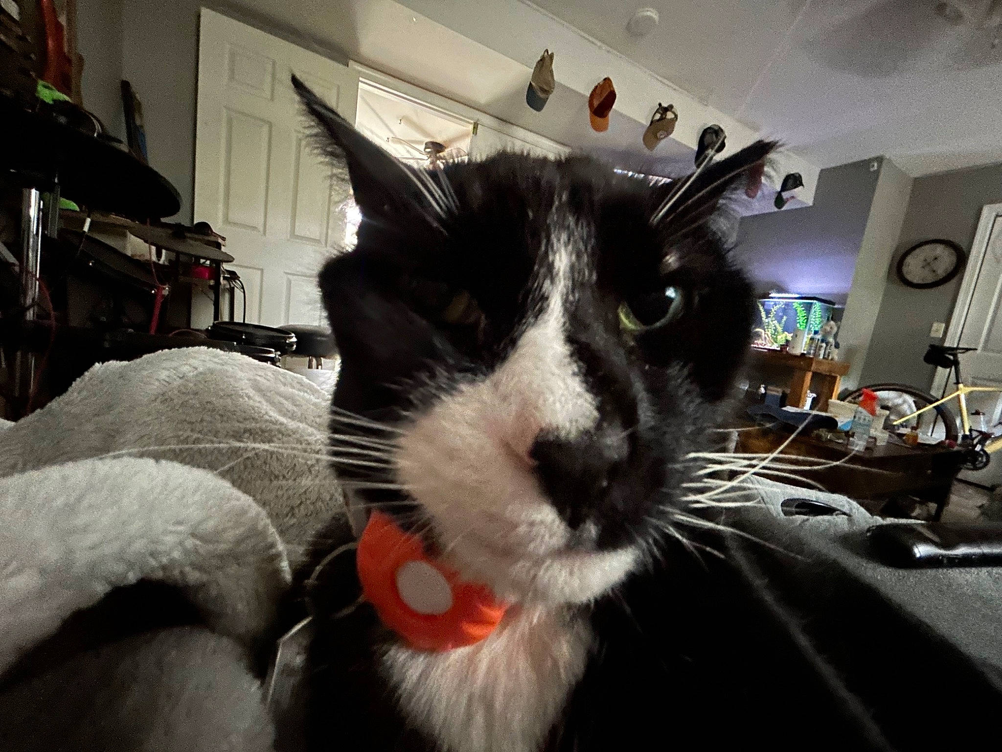 Ben joined the competition — help win amazing prizes! carnivore, cat, claw, comfort, domestic_short_haired_cat, ear, eye, felidae, fur, nap, room, small_to_medium_sized_cats, snout, whiskers