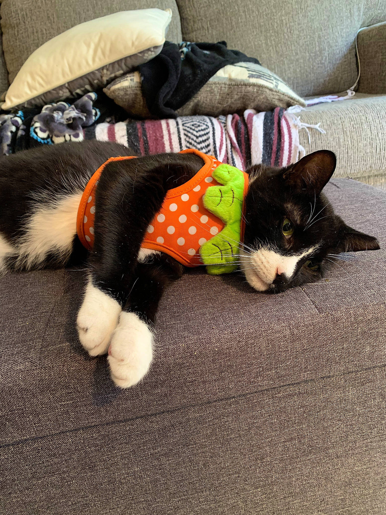 Ben is registered to the contest to win money with this photo: canidae, carmine, carnivore, cat, comfort, companion_dog, dog_breed, felidae, flooring, fur, lap, linens, small_to_medium_sized_cats, snout, sporting_group, stuffed_toy, tail, toy, whiskers, wood