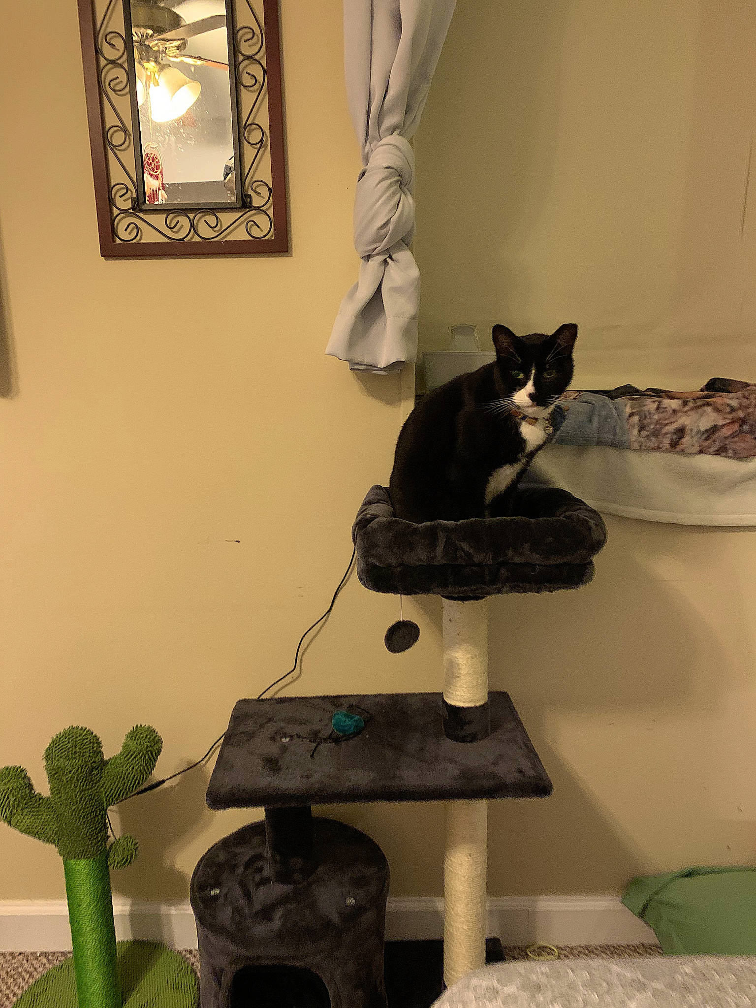 Ben joined the competition — help win amazing prizes! carnivore, cat, cat_supply, comfort, felidae, floor, grey, hardwood, house, interior_design, lighting, pet_supply, picture_frame, room, small_to_medium_sized_cats, tail, wall, whiskers, window, wood