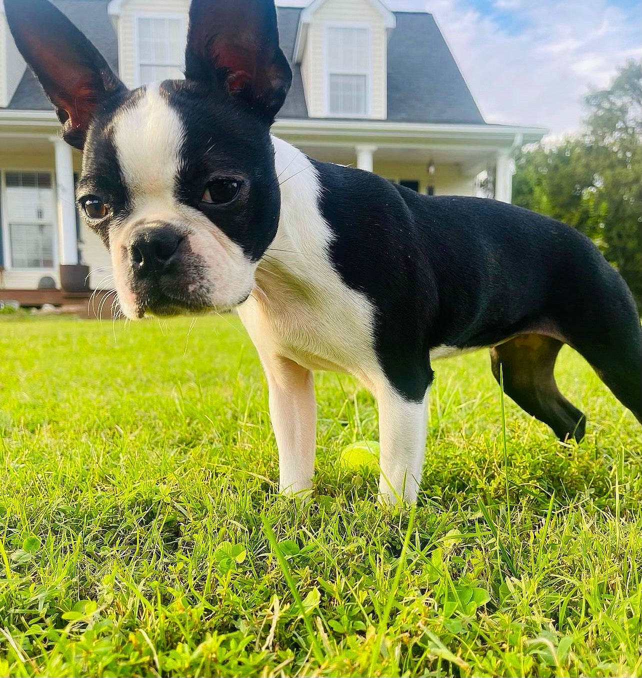 Freya is registered to the contest to win money with this photo: boston_terrier, carnivore, cloud, collar, companion_dog, dog, dog_breed, dog_collar, ear, fawn, grass, grassland, plant, sky, snout, sporting_group, terrestrial_animal, whiskers, window, working_animal