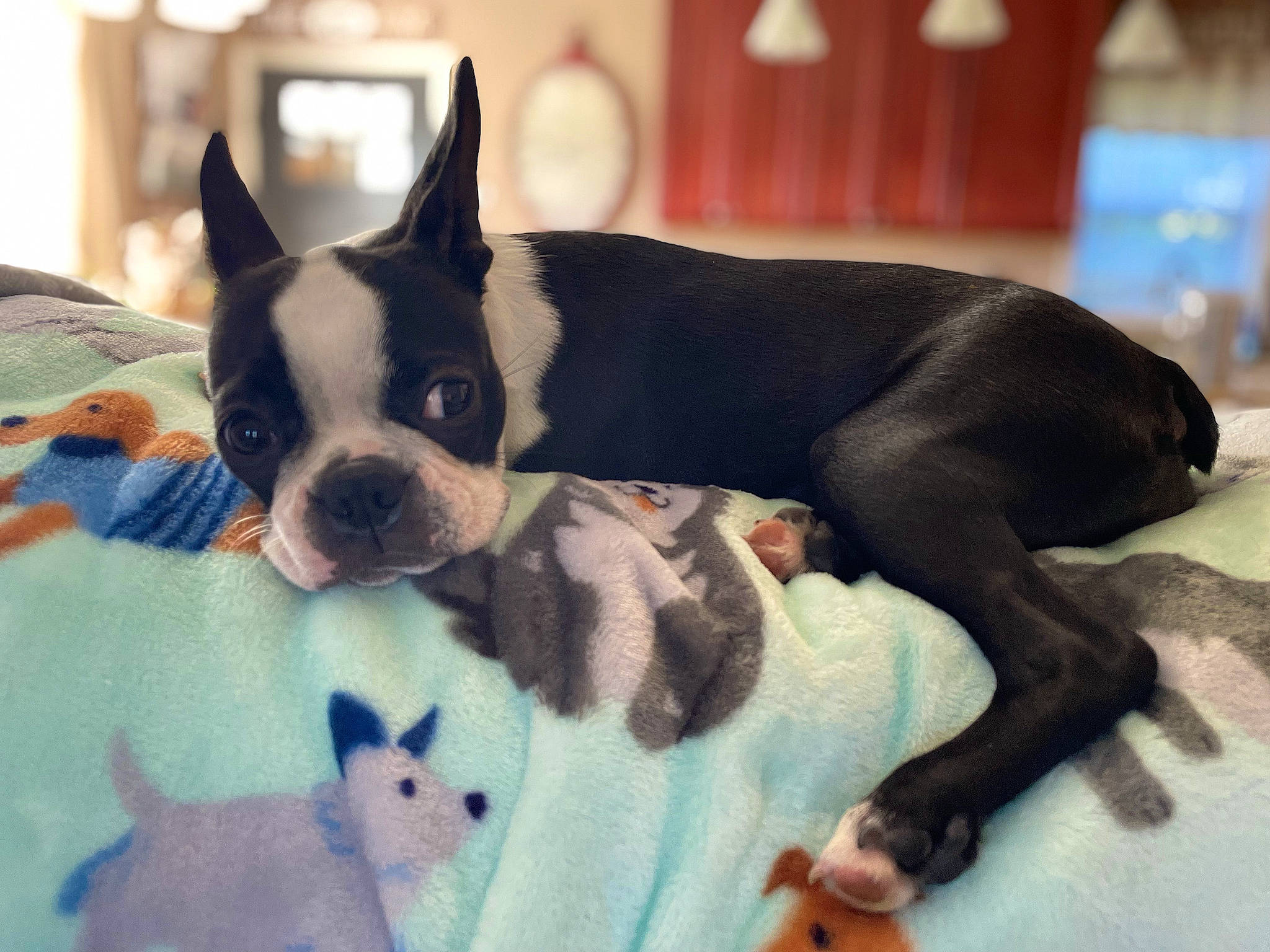 Freya joined the competition — help win amazing prizes! boston_terrier, canidae, carnivore, comfort, companion_dog, dog, dog_breed, ear, fawn, french_bulldog, fur, non_sporting_group, puppy, snout, sporting_group, tail, terrestrial_animal, toy_dog, whiskers, working_animal