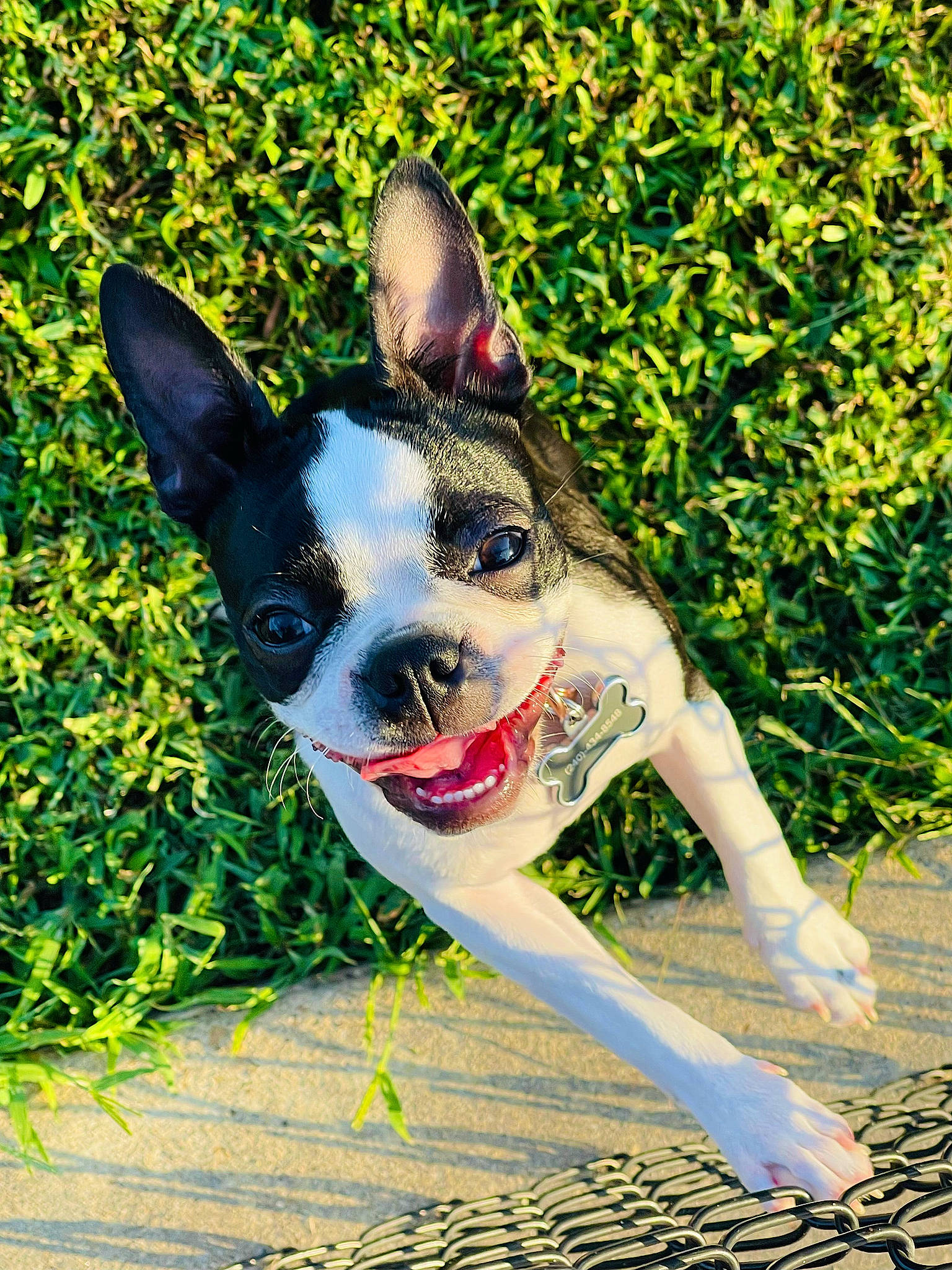 Freya is registered to the contest to win money with this photo: art, boston_terrier, canidae, carmine, carnivore, companion_dog, dog, dog_breed, fawn, grass, happy, leisure, non_sporting_group, people_in_nature, plant, snout, sporting_group, tail, whiskers, working_animal