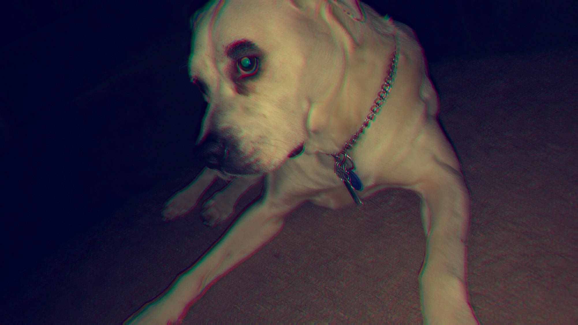 Solar is registered to the contest to win money with this photo: canidae, carnivore, dog, dog_breed, ear, eye, fawn, labrador_retriever, non_sporting_group, nose, puppy, snout, sporting_group