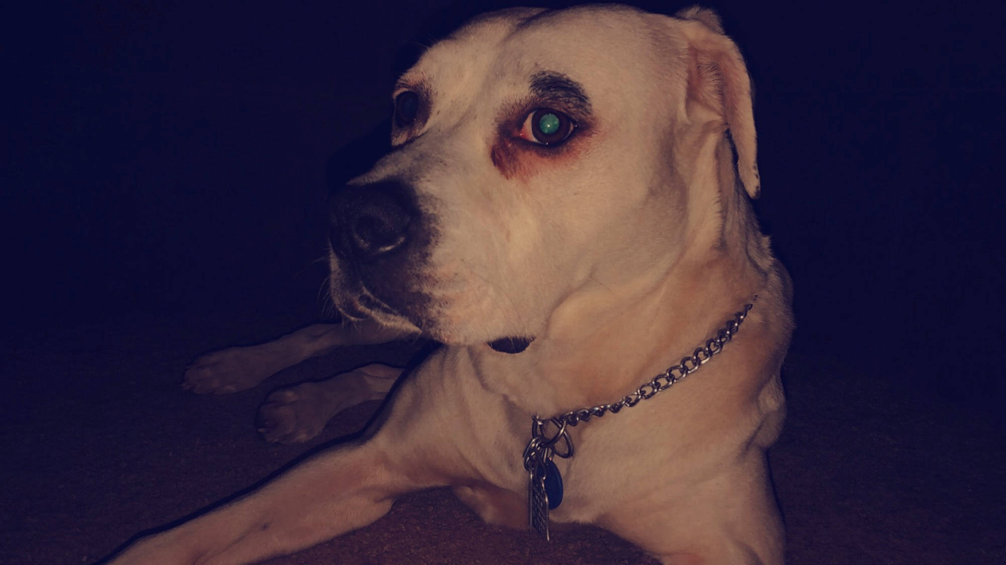 Solar joined the competition — help win amazing prizes! canidae, carnivore, companion_dog, dog, dog_breed, ear, fawn, labrador_retriever, mammal, non_sporting_group, nose, puppy_love, rare_breed_dog, snout, sporting_group, vertebrate