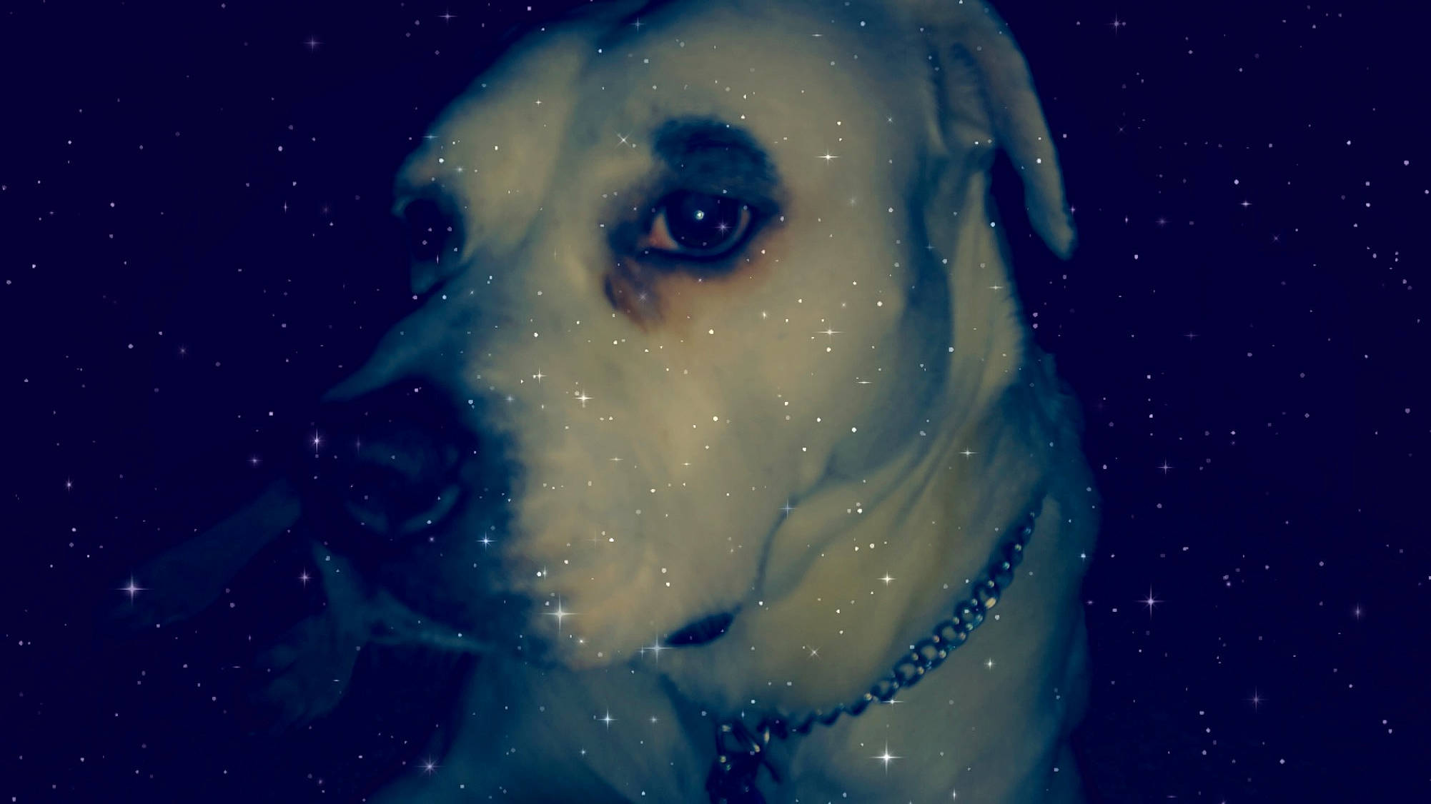 Solar joined the competition — help win amazing prizes! canidae, carnivore, dog, dog_breed, fawn, guard_dog, labrador_retriever, night, non_sporting_group, puppy, sky, snout, space, sporting_group