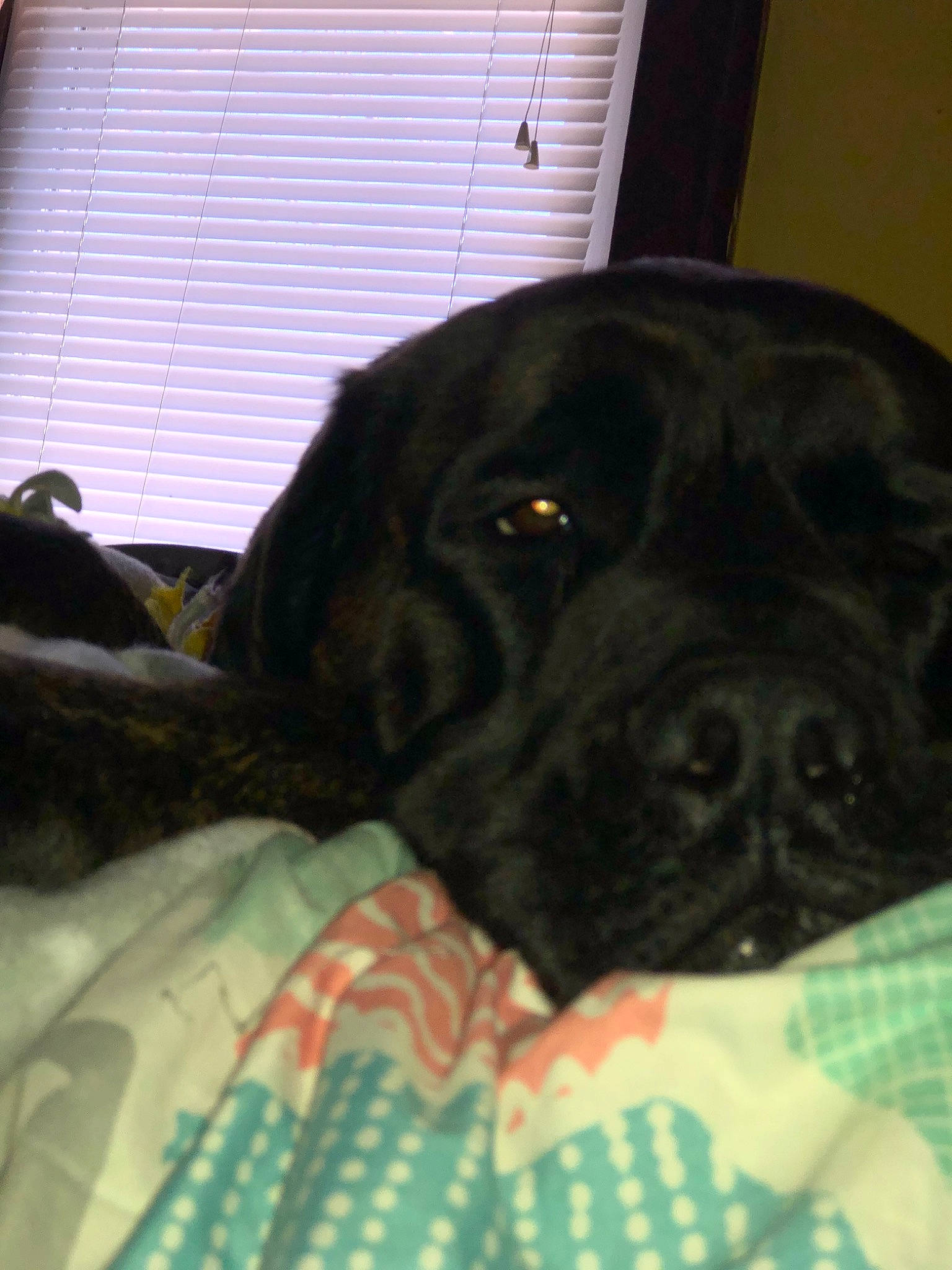 Whilo is registered to the contest to win money with this photo: bandog, beagador, cane_corso, canidae, carnivore, dog, dog_breed, fawn, guard_dog, labrador_retriever, mammal, snout, sporting_group, vertebrate