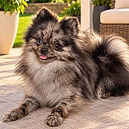 Kylie joined the competition — help win amazing prizes! backyard, black_fur, brown_fur, cute, dog, flowers, fluffy, garden, long_hair, lying_down, outdoor, patio, pet, portrait, potted_plant, puppy, sitting, small_dog, sunlight, tongue_out