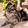 backyard, black_fur, brown_fur, cute, dog, flowers, fluffy, garden, long_hair, lying_down, outdoor, patio, pet, portrait, potted_plant, puppy, sitting, small_dog, sunlight, tongue_out