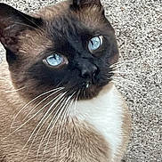 Gronk joined the competition — help win amazing prizes! cat, siamese_cat, blue_eyes, whiskers, pet, animal, feline, outdoor, close_up, curious, fur, face, portrait, texture, nature, mammal, looking, animal_face, domestic_animal
