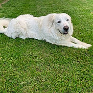 Aspen is registered to the contest to win money with this photo: dog, white_dog, grass, outdoor, pet, animal, lying_down, canine, fur, nature, relaxed, smiling, greenery, summer, daylight, mammal, friendly, cute, companion, resting