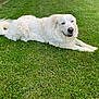 dog, white_dog, grass, outdoor, pet, animal, lying_down, canine, fur, nature, relaxed, smiling, greenery, summer, daylight, mammal, friendly, cute, companion, resting