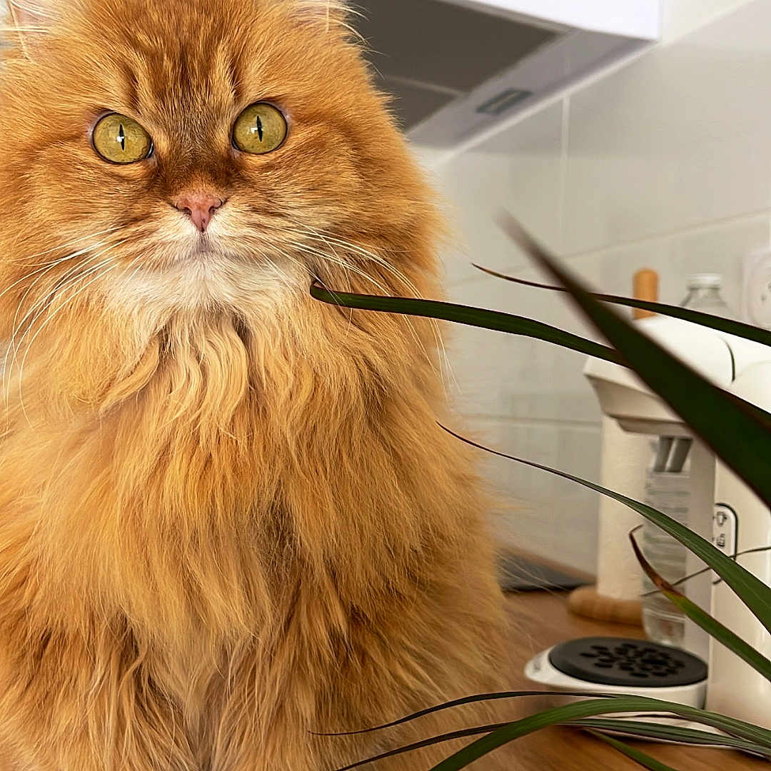 Doudou a rejoint le concours — aidez-le/la à gagner de superbes lots ! abyssinian, angora, animal, basin, cat, furniture, hardwood, indoors, interiordesign, kitten, manx, pet, plant, plywood, pottedplant, shelf, sink, sinkfaucet, table, wood